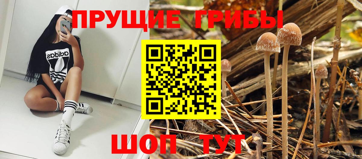 Галлюциногенные грибы Psilocybe Ивантеевка